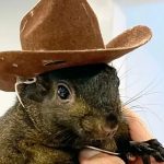 Social Media Star Peanut the Squirrel Killed By New York State