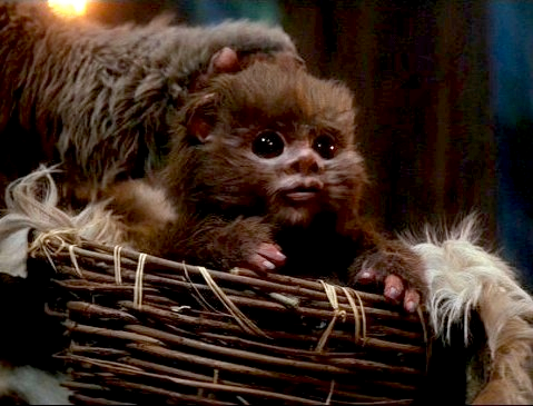 baby ewok