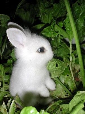 baby-white-rabbit