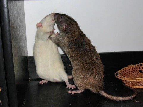 rat tango