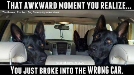 Awkward-moment-broke-in-wrong-car-3-large-shepherds-Funny-dog-photo-with-captions-445x250