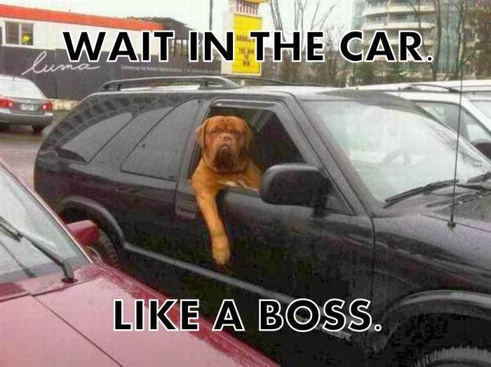 wait-in-car-like-a-boss-meme