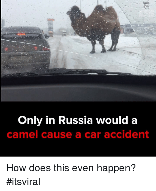 only-in-russia-would-a-camel-cause-a-car-accident-7728331