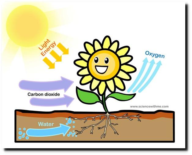 photosynthesis_11