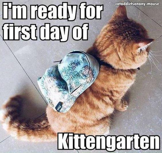 im-ready-for-the-first-day-of-kittengargen-cute-cat-memes