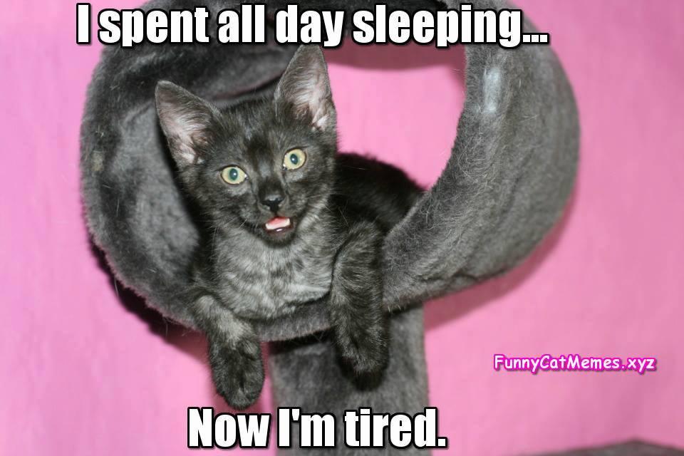 Spent-all-day-sleeping-Funny-Cat-Memes