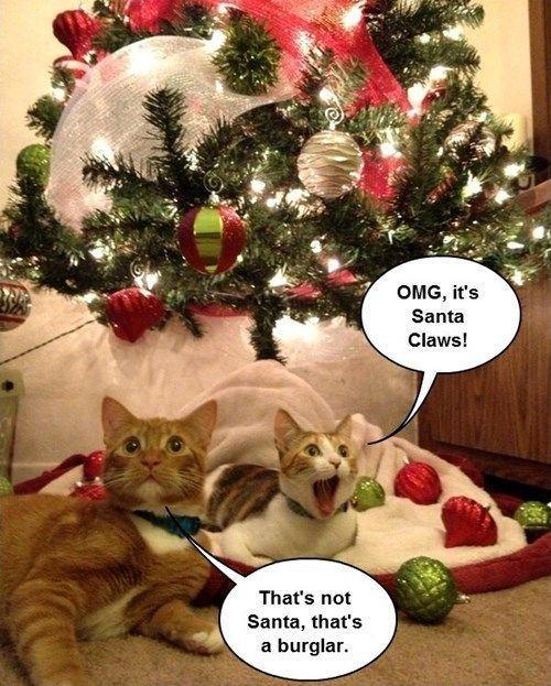 funny-christmas-cats-photos-3