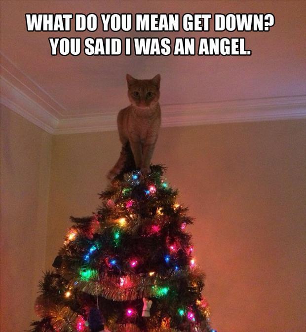 funny-cat-on-top-of-christmas-tree