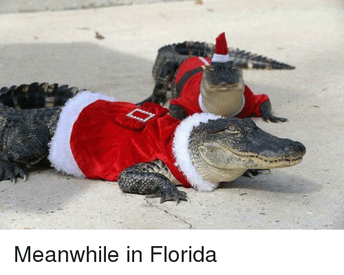 meanwhile-in-florida-29479789