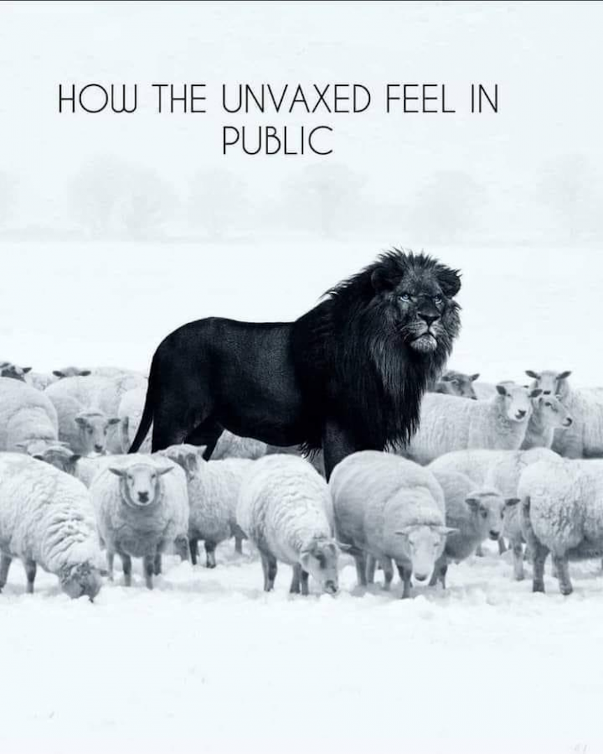 unvaxedlionsheep