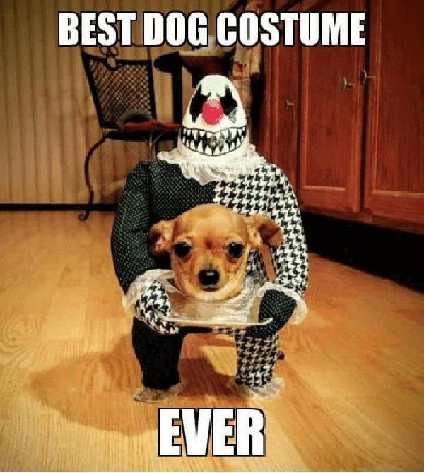 halloween-dog-meme