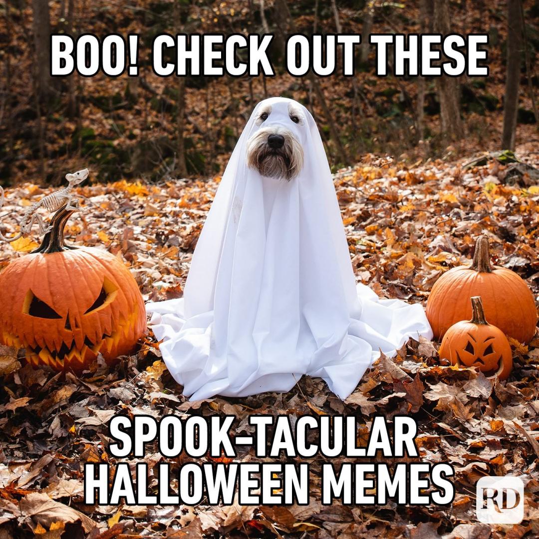 halloween-memes-ft