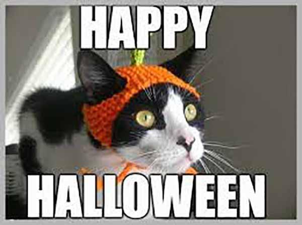 happy-halloween-meme-cute-cat