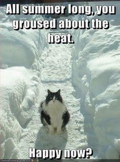 8a1f77e9407b38eb8260a93e5365b7c0--the-heat-adorable-animals