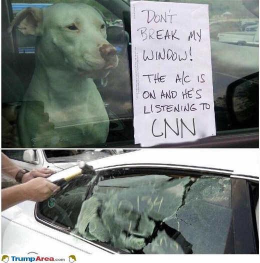 dog-listing-cnn-ac-break-window